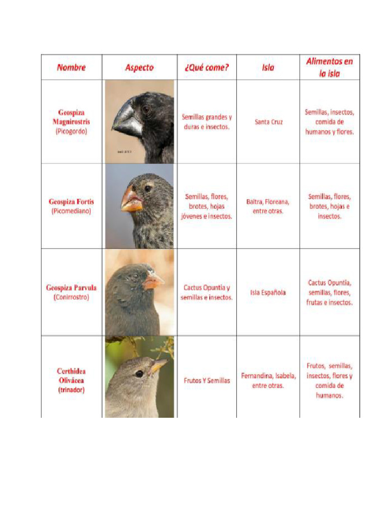 Pinzones Darwin (2) imprimir | PDF