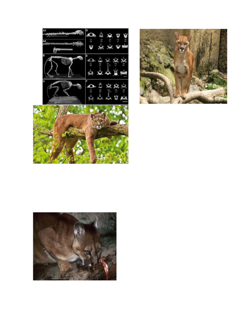 Pume | PDF