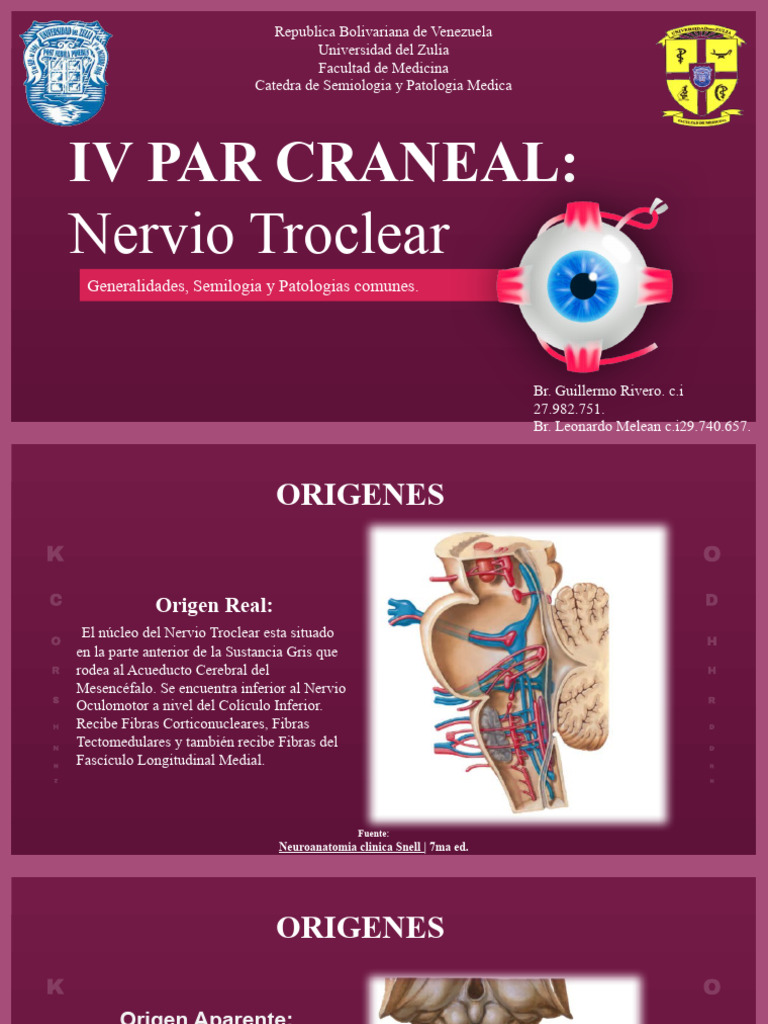 Nervio Troclear: Anatomía y Patologías | PDF | Anatomía | Anatomía humana