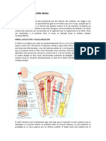 Anatomía y Fisiología Renal