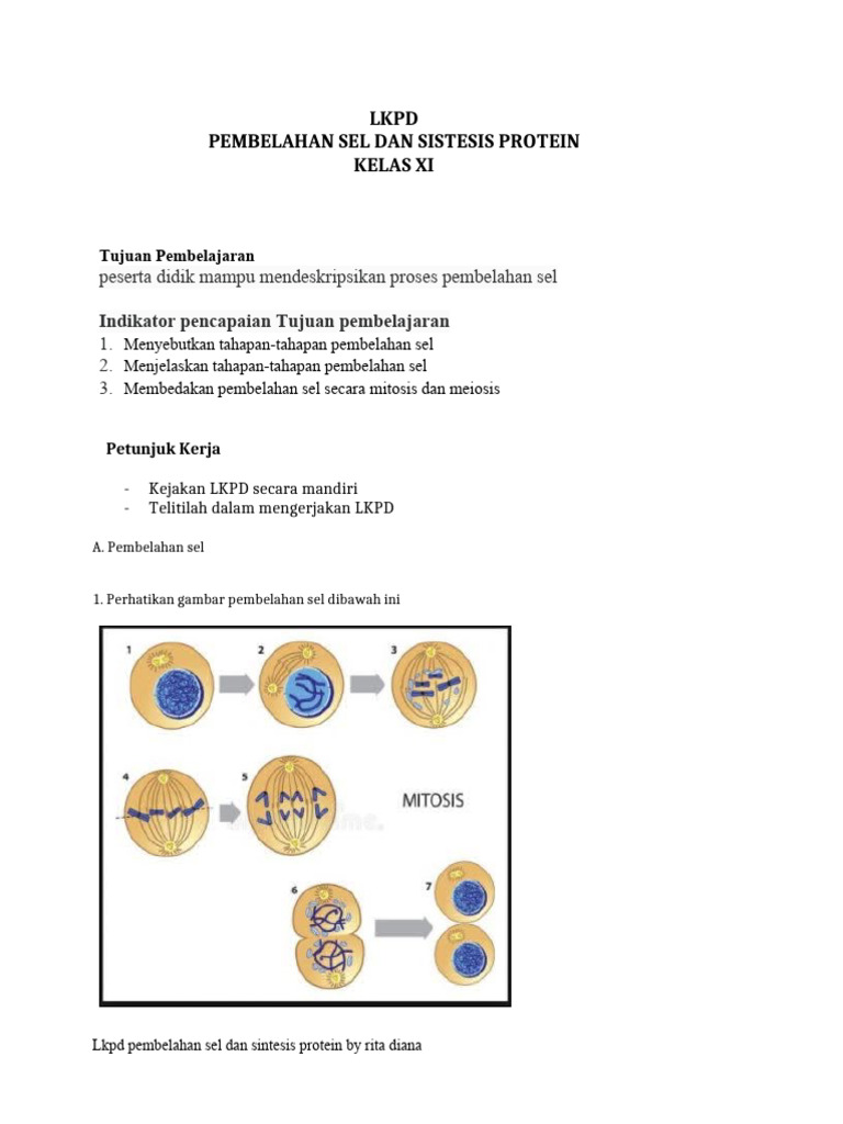 LKPD Pembelahan Sel Dan Sintesis Protein | PDF
