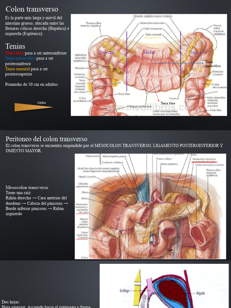Anatomía y Patología del Colon | PDF | Intestino grueso | Cáncer ...