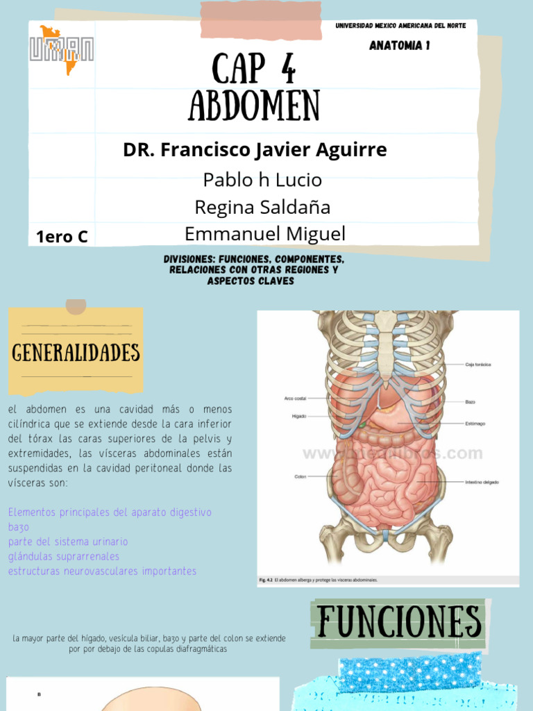Cap 4 Abdomen (Anatomía) | PDF | Abdomen | Intestino grueso
