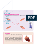 Aparato-cardiovascular-para-Primaria