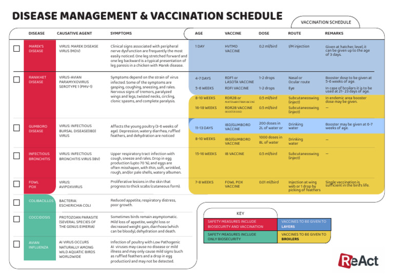 Disease Management Vaccination Schedule A3 | PDF | Infection | Vaccines