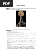 Metámera: Estructura y Funciones Nerviosas | PDF