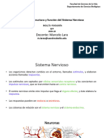 CLASE 3 - Sistema Nerivoso