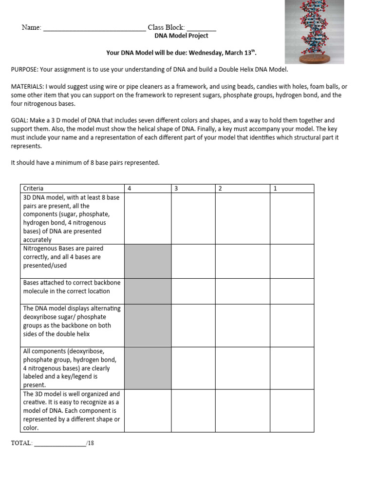 DNA Model Project Guidelines | PDF