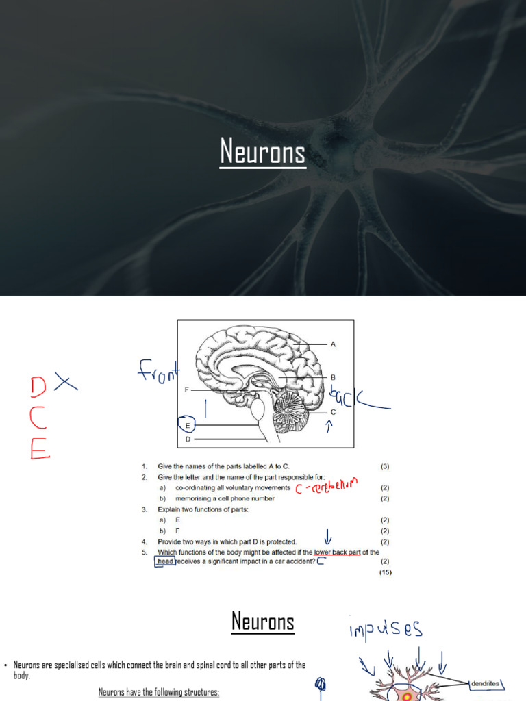 Understanding Neurons and Their Functions | PDF
