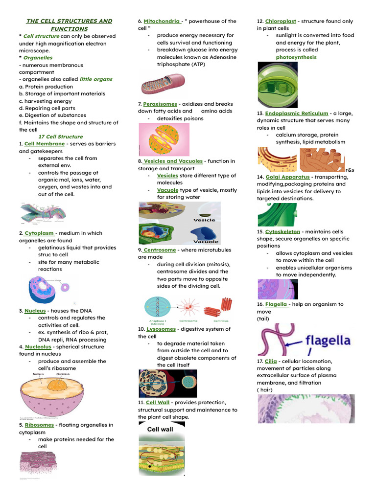 General Biology Reviewer | PDF | Cell (Biology) | Muscle