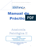 Guia de Práctica - Anatomía Patológica Ii - 2024-1