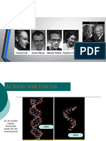  -ÁCIDOS NUCLEICOS. biología celular 