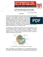 Practica de Observación de Organelos Celulares