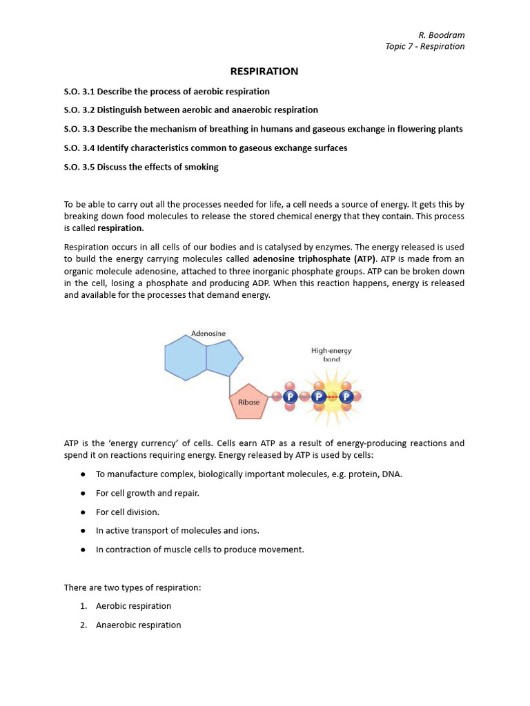 Aerobic vs. Anaerobic Respiration | PDF | Cellular Respiration | Lung