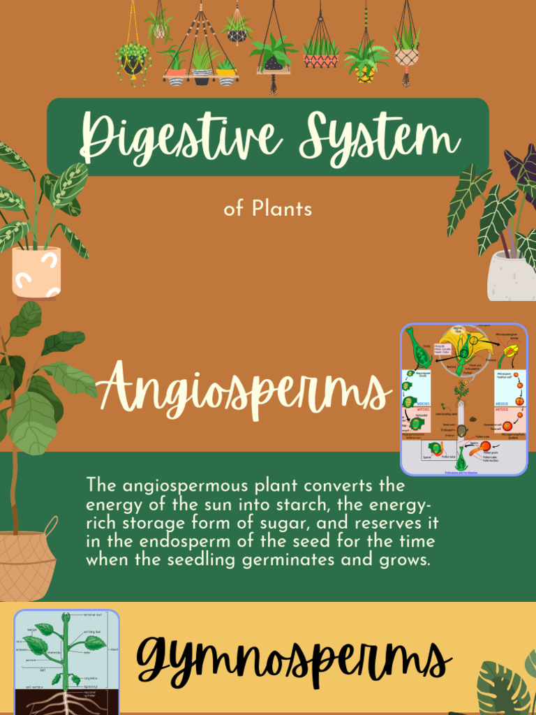 Digestive System Plants | PDF | Plants | Root