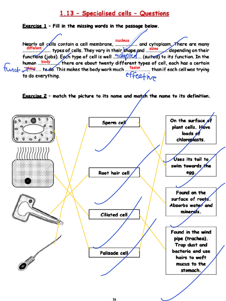 Lesson 1 Homework - Page 7-11 Completed-1 | PDF