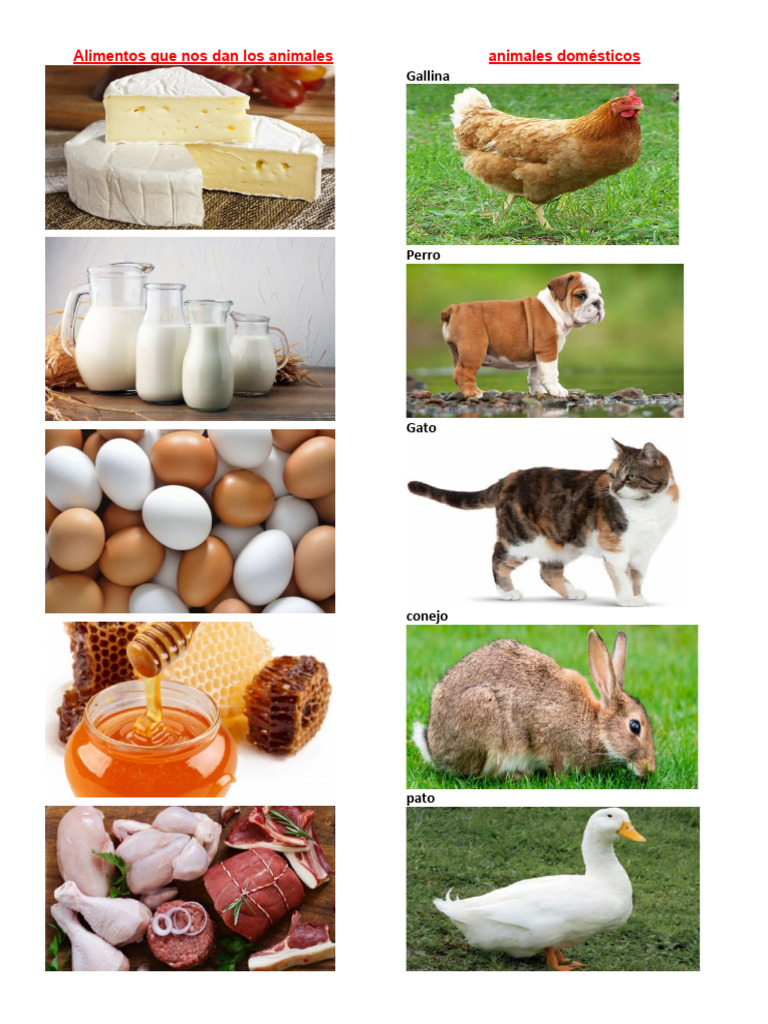 Album Alimentos Que Nos Dan Los Animales | PDF | Ciencia y matemáticas