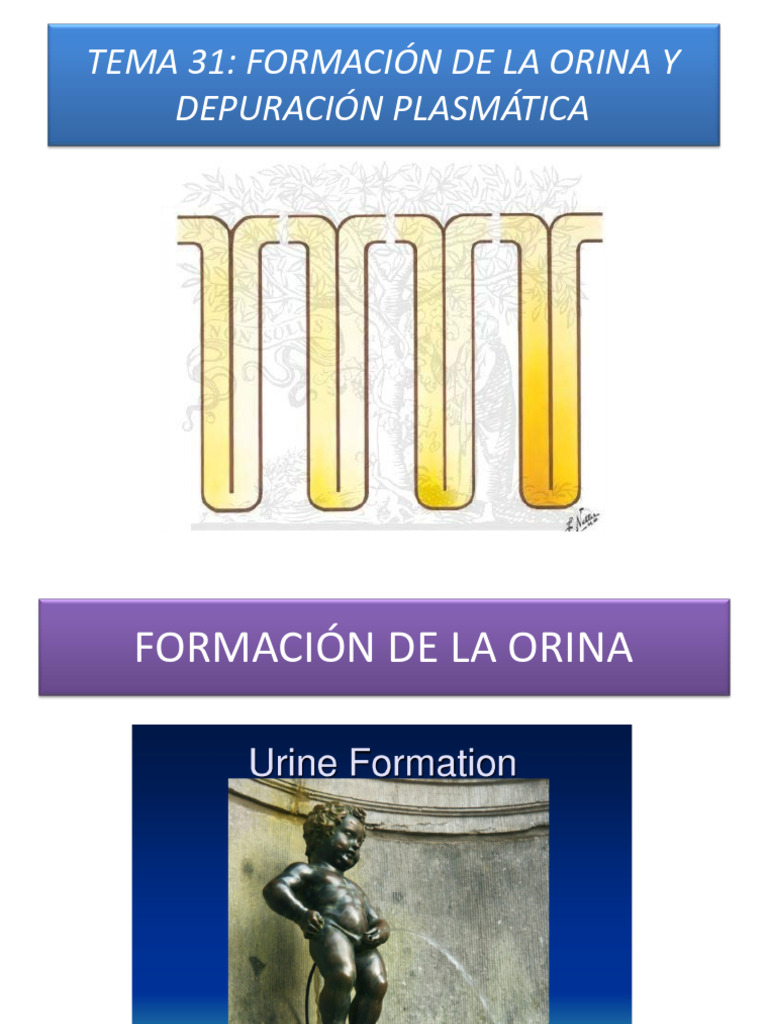 Formación De La Orina Y Depuración Plasmática Pdf Riñón Sistema