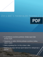 Zivotinje Podrucja Mora