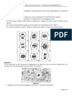 LDRR 1ere S2 TD mitose chromosomes