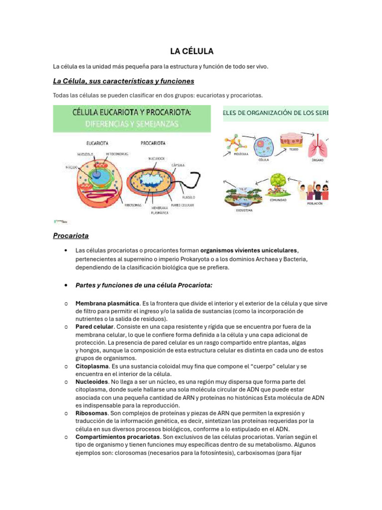 Estructura y Funciones de la Célula | PDF | Biología Celular) | Citoplasma