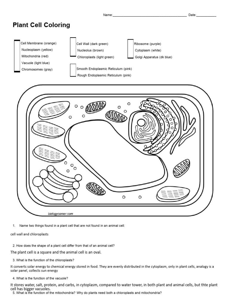 Plant cell coloring 1 pdf