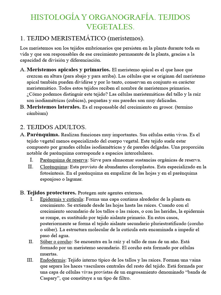 Tejidos Vegetales: Meristemos y Funciones | PDF | Raíz | Tallo de la planta