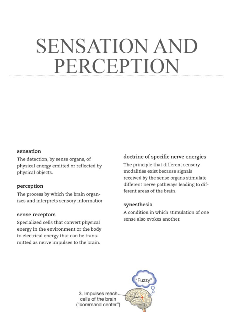 Understanding Sensation and Perception | PDF | Perception | Senses
