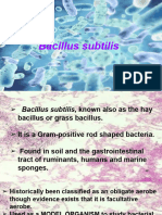 Bacillus subtilis 