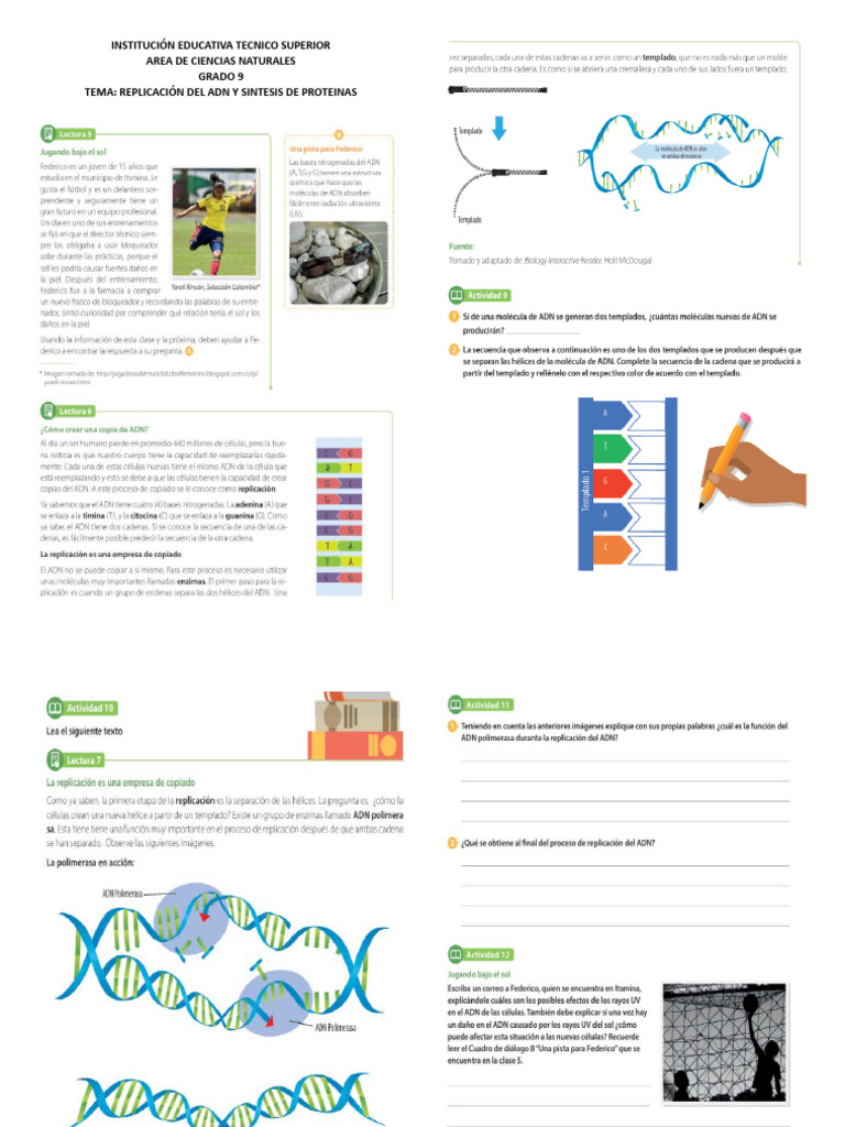 Replicación ADN y Síntesis de Proteínas | PDF | Cromosoma | Mitosis
