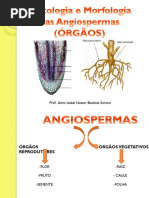 Tipos de Estelo em Plantas Vasculares | PDF | Raiz | Botânica