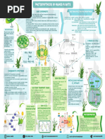 Photosynthesis in higher plants for NEET