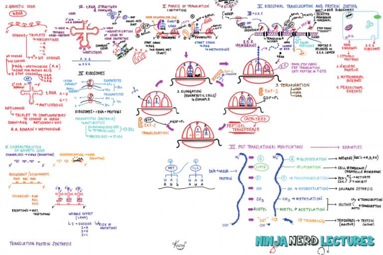 Translation Protein Synthesis Pdf
