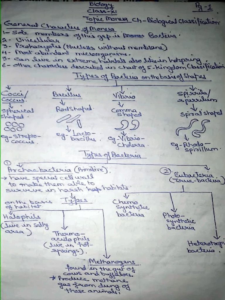 Notes of Bio Class Ximonera, Protista and Fungi | PDF