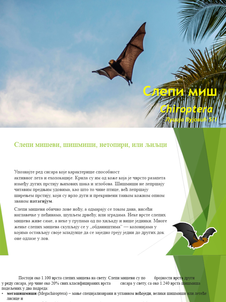 Слепи миш | PDF