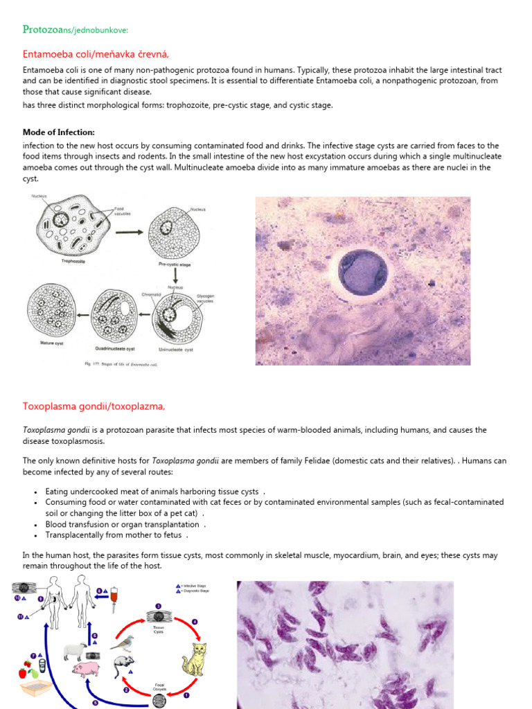 Protozoan Parasites Overview | PDF | Biology