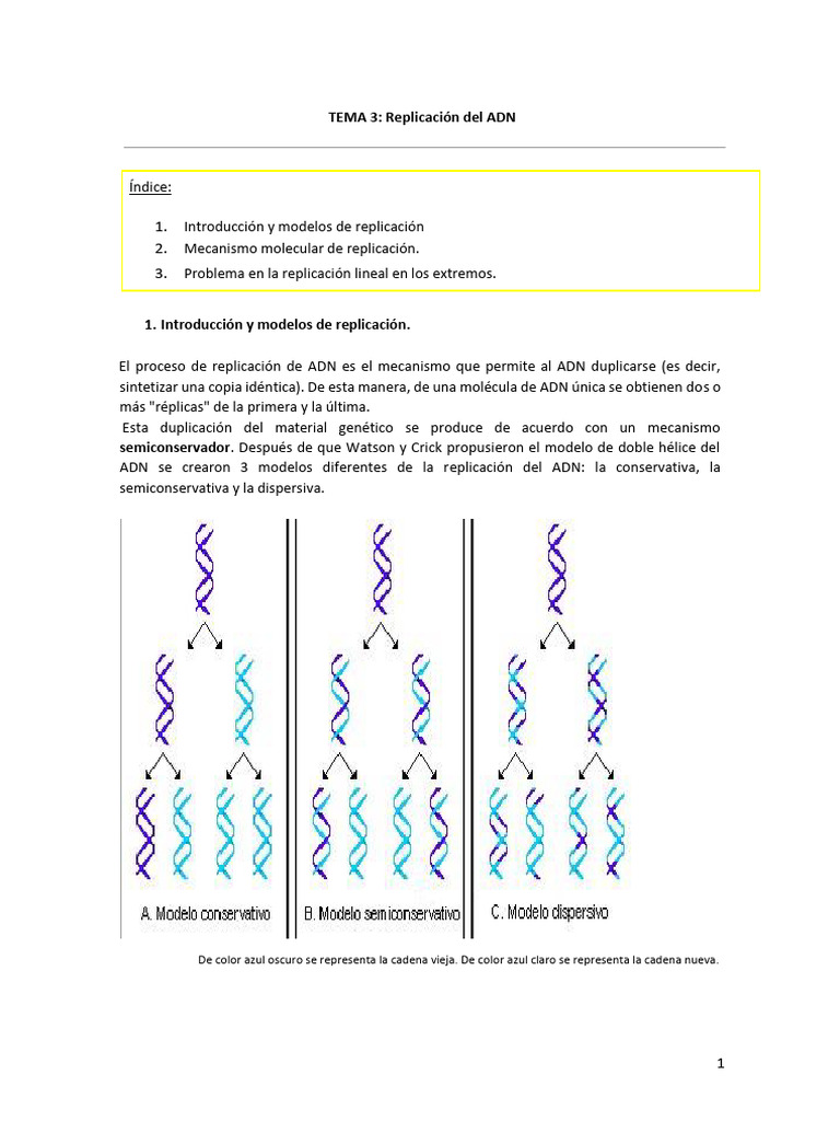 Mecanismos de Replicación del ADN | PDF | Replicación De Adn | Adn