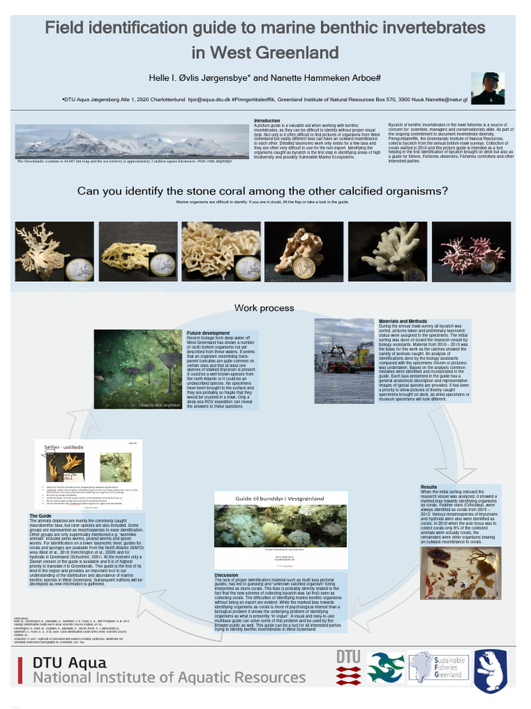 Guide to Benthic Invertebrates in Greenland | PDF | Species | Marine ...