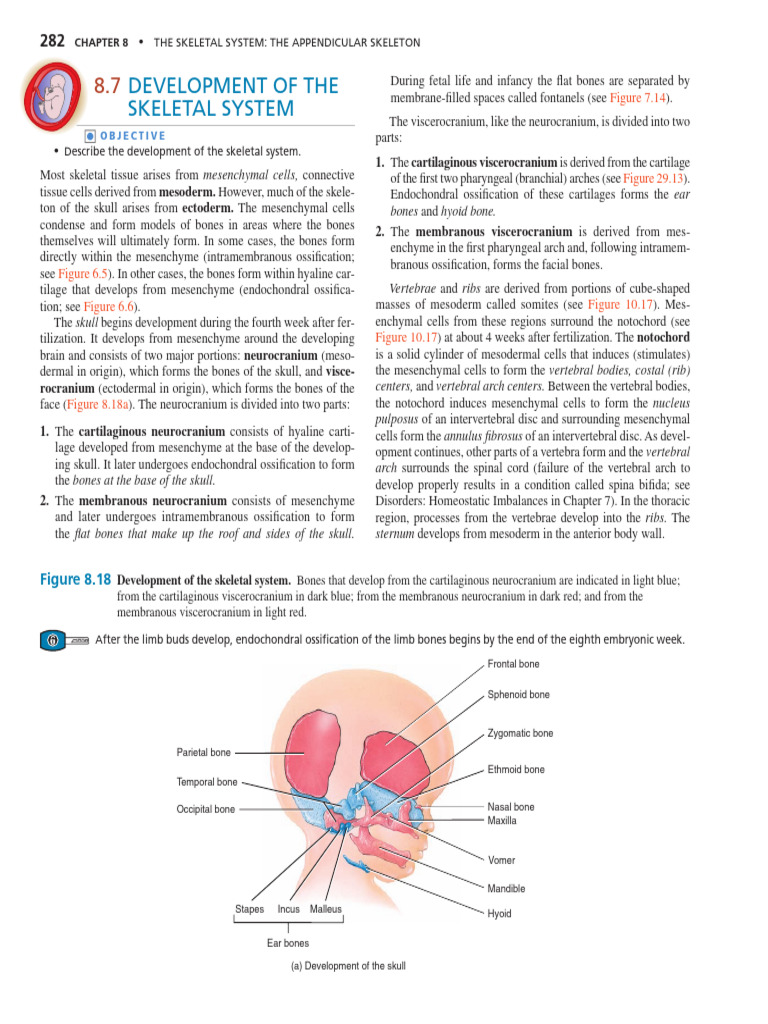 Development of the Skeletal System | PDF | Pelvis | Hip