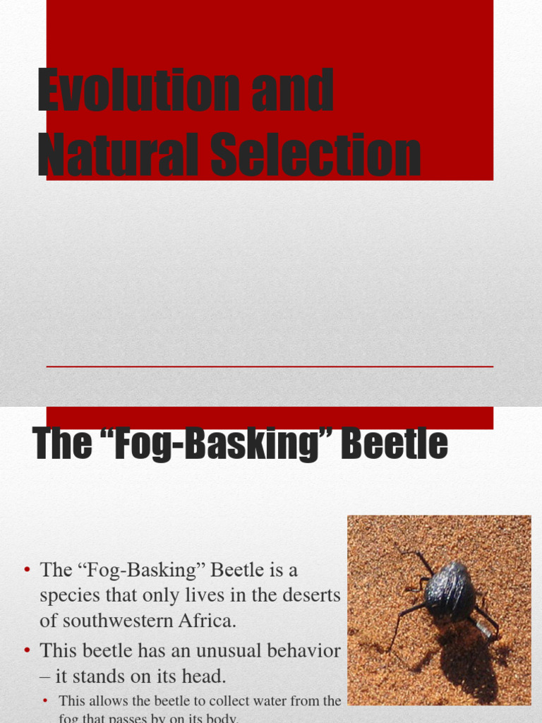 Natural Selection And Darwin 8th Grade Download Free Pdf Evolution