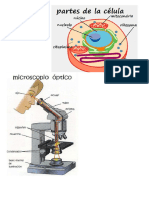 microscopio y la celula