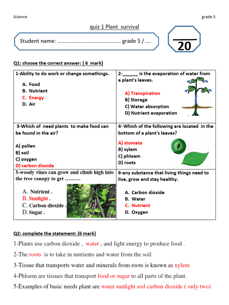 Nswers Quiz 1 Plant Survival 2024 PDF Plants Root