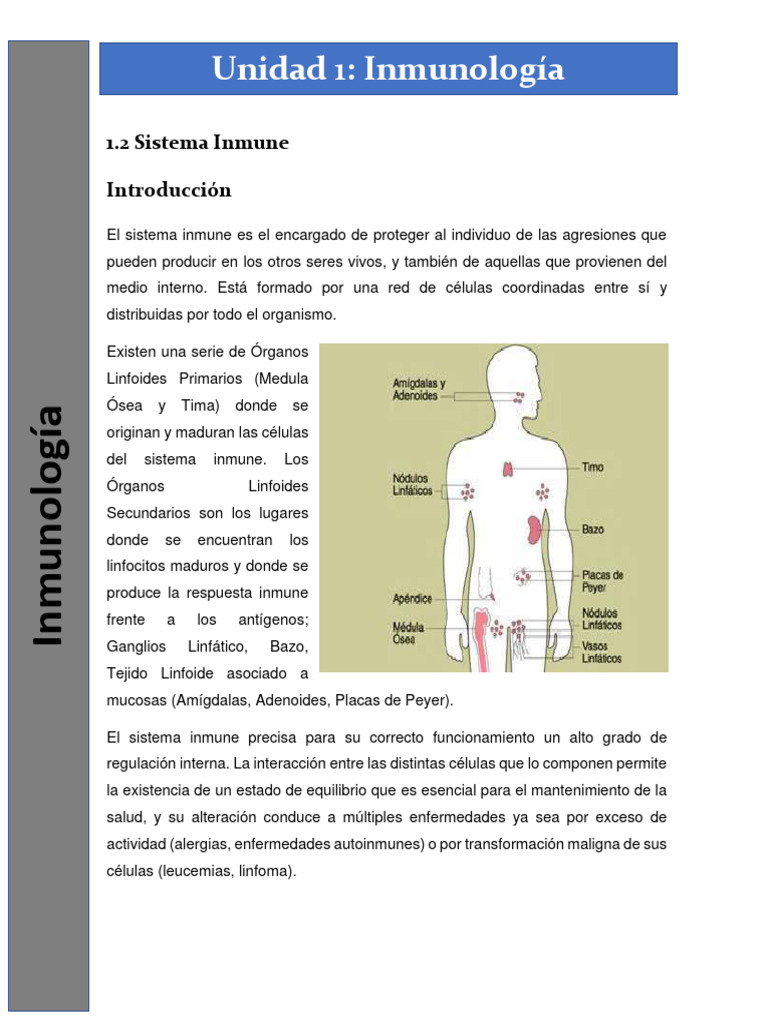 1.2 Sistema Inmune | PDF | Sistema inmune | Linfocitos