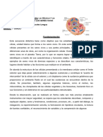 Comparto 'SECUENCIA DIDACTICA LA CELULA 5TO6TO - PDF Versión 1-Convertido' Con Usted