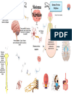 Mapa mental Sistema nervioso