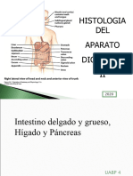 a. Diapositivas Digestivo 2