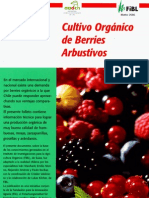 Cultivo Organico de Berries Arbustivos