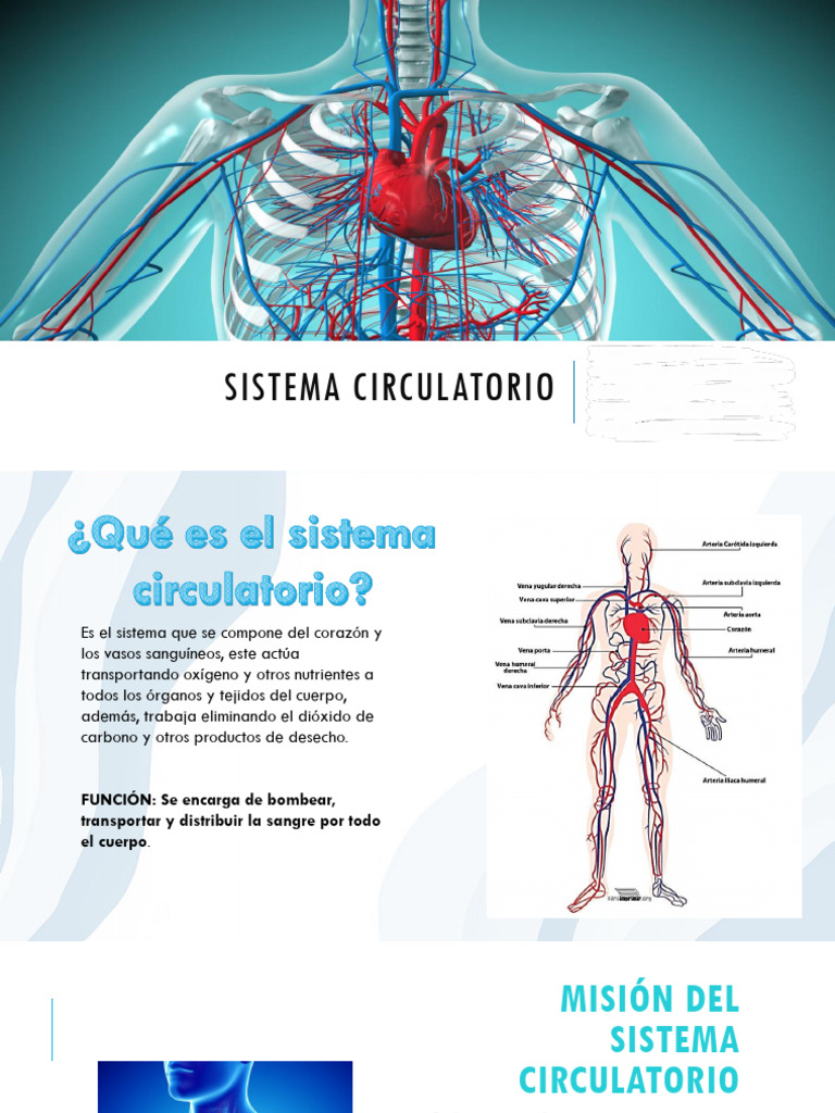 Sistema Circulatorio para Niños | PDF | Sistema circulatorio | Corazón