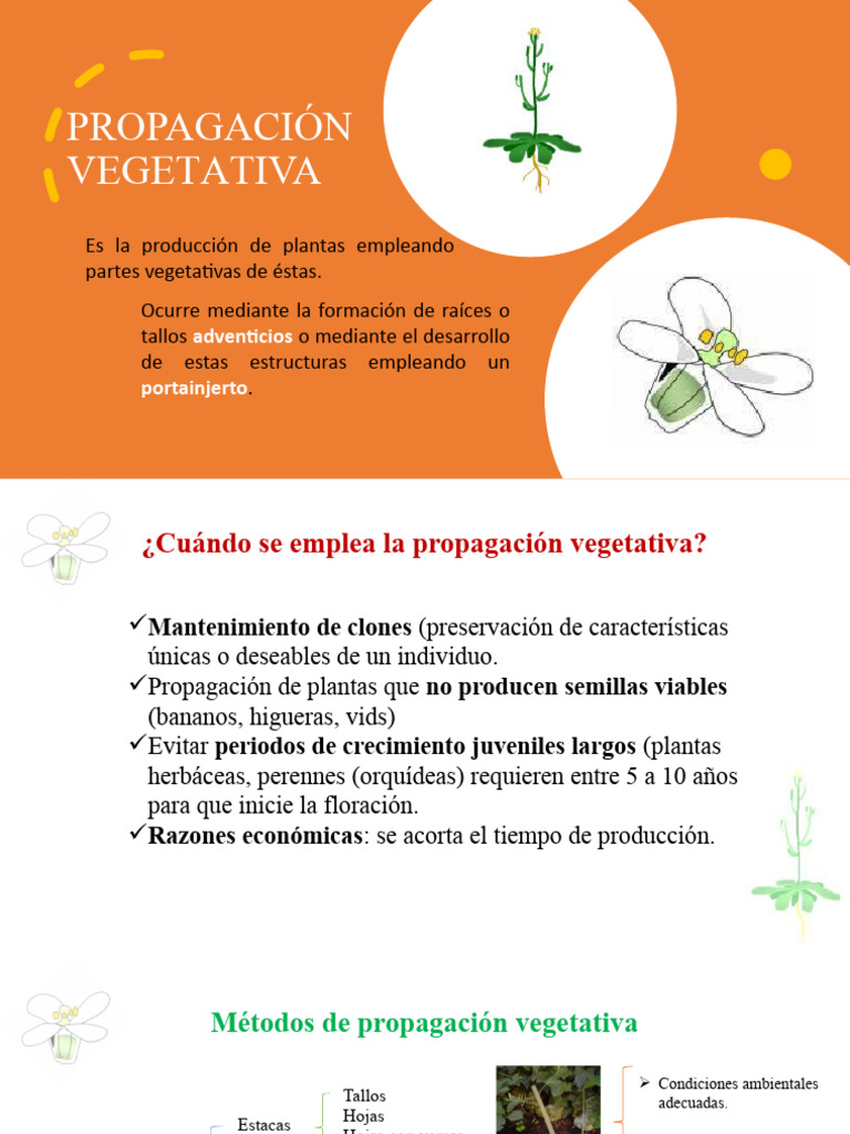 Unidad 5 Propagación Vegetativa | PDF | Hormona Vegetal | Técnicas ...