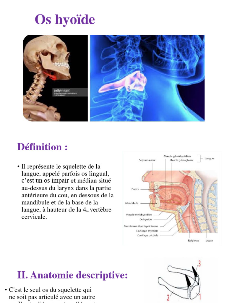 Anatomie et rôle de l'os hyoïde | PDF | Études des langues étrangères